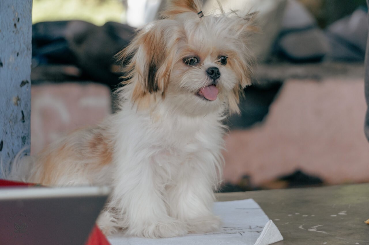 shih tzu polomolok, shih tzu puppy, pet care services polomolok, dog grooming polomolok