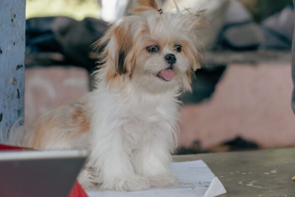 Mabel - Shih Tzu shih tzu polomolok, shih tzu puppy, pet care services polomolok, dog grooming polomolok