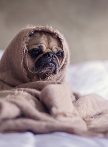 blog_3 Pet Care, Pet Shop, Pet Services, Pet Vaccination, Pet Grooming