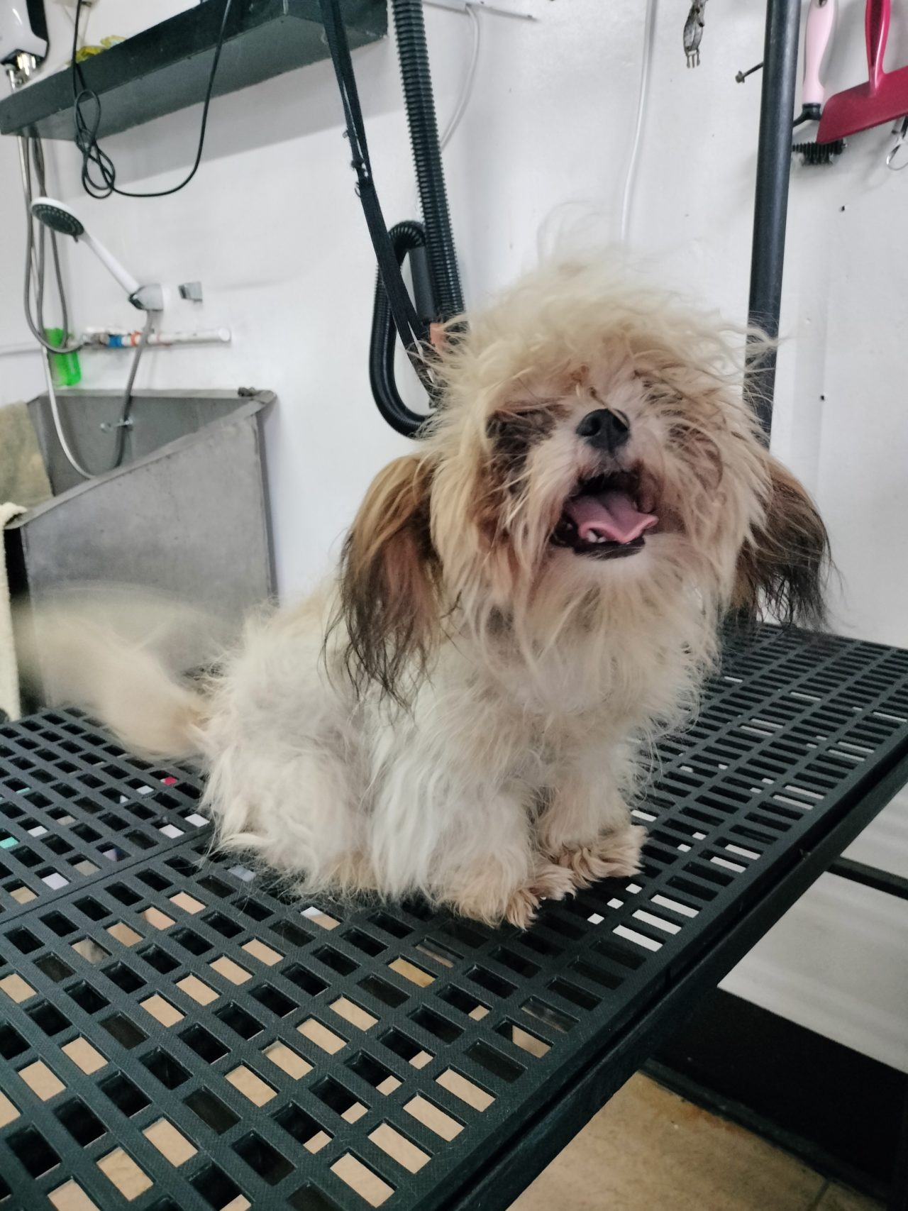 pet grooming near me,
pet grooming,
pet express grooming price,
mobile pet grooming ,
pet express grooming,
pet grooming home service,
pet grooming polomolok,
pet vaccination,
pet clinic polomolok,
pet grooming polomolok,
pet veterinarian polomolok,
pet confinement polomolok,